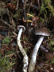 Cortinarius