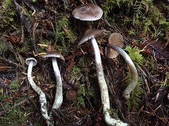 Cortinarius