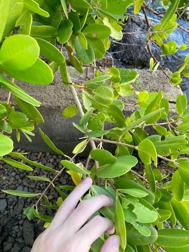 White mangrove (Laguncularia racemosa)