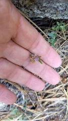 Monardella australis