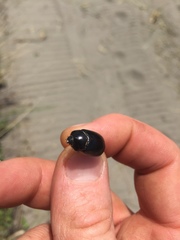 Pericoptus