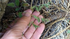 Monardella australis