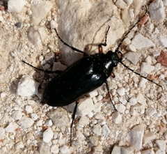 Cebrio