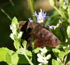 Pellicia arina