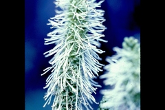 Sanguisorba stipulata