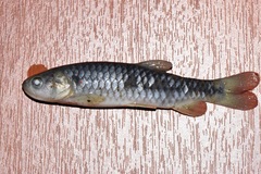 Lebiasininae