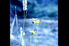Sanguisorba stipulata