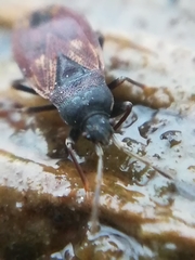Drymus brunneus