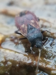 Drymus brunneus
