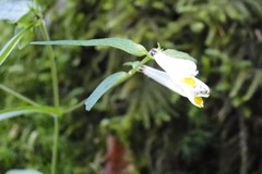 Melampyrum pratense commutatum