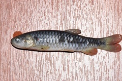 Lebiasininae