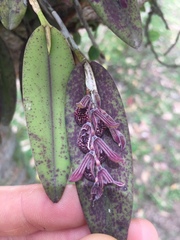 Acianthera pubescens