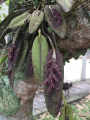 Acianthera pubescens