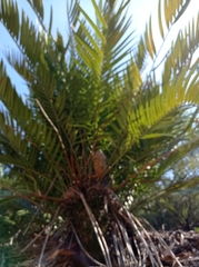 Zamia encephalartoides