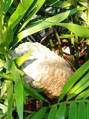 Zamia encephalartoides