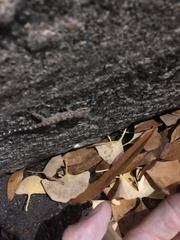 Hemidactylus turcicus