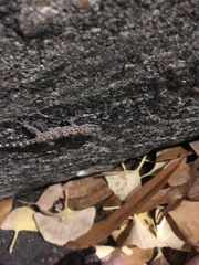 Hemidactylus turcicus