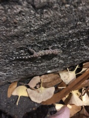 Hemidactylus turcicus