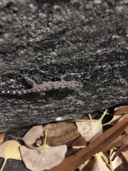 Hemidactylus turcicus