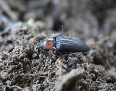 Elater decorus