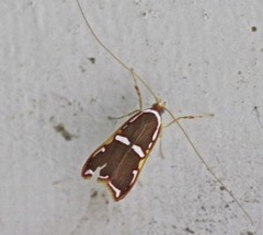 Barantola pulcherrima