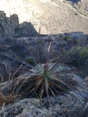 Agave chrysoglossa