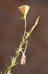 Oenothera elata hookeri