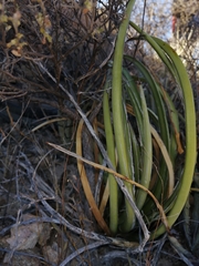 Agave felgeri