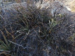 Agave felgeri