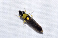 Acrogonia flavoscutellata