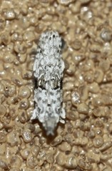 Hypatima simulacrella