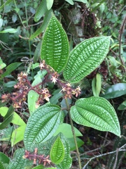 Miconia australis