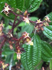 Miconia australis