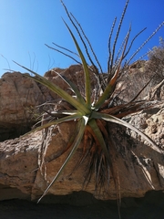 Agave chrysoglossa