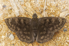 Nisoniades brazia