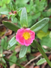 Portulaca cryptopetala