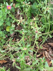 Portulaca cryptopetala