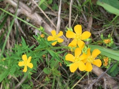 Hypericum brasiliense