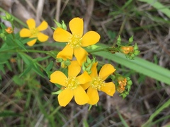 Hypericum brasiliense