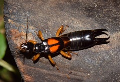 Carcinophora americana