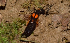 Carcinophora americana