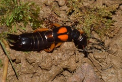 Carcinophora americana