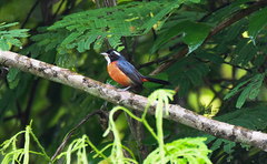 Granatellus pelzelni