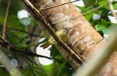 Pachysylvia hypoxantha