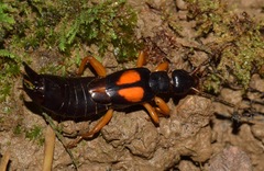 Carcinophora americana