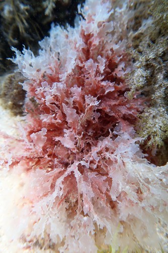 Hemineura frondosa, 2020-12-12