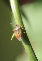 Tylospilus chilensis