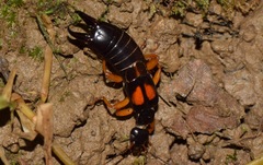 Carcinophora americana