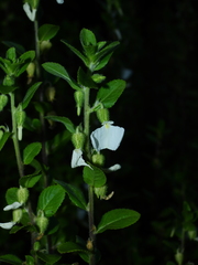 Pombalia calceolaria