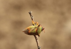 Tylospilus chilensis
